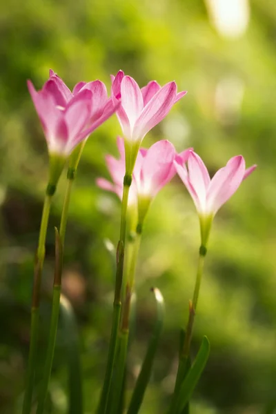 Blossom Pink Zephyranthes Lily Rain Lily Fairy Lily Macro Photography — Stock Photo, Image