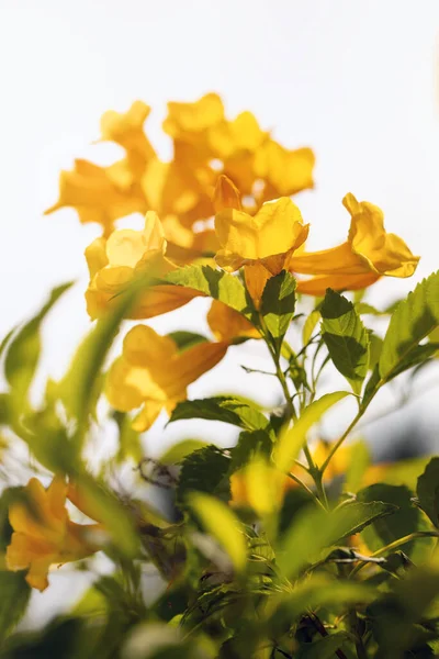 Belle Stans Tecoma Fleurs Dans Jardin Foyer Doux Sélectif — Photo