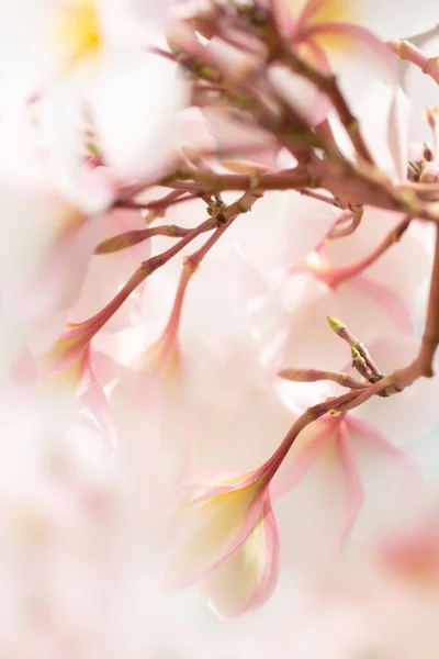Foco Suave Seletivo Flores Primavera Plumeria Flores Fundo — Fotografia de Stock