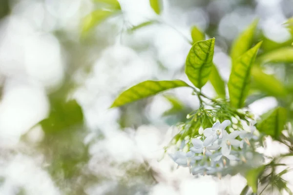 Fleur Printemps Parfumée Blanche Dans Nature Avec Des Lumières Bokeh — Photo