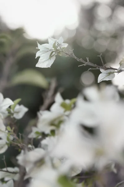 Яка Біла Квітка Бугенвіля Природі Яким Вибірковим Фокусом Вінтажний Квітковий — стокове фото