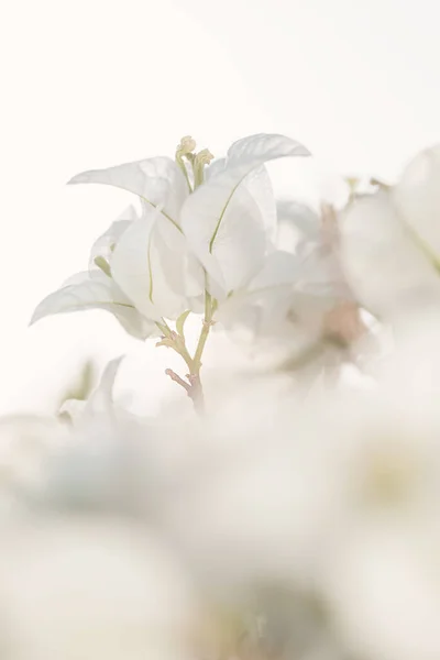 Yumuşak beyaz Bougainvillea çiçeği yumuşak ve seçici odaklı. Klasik çiçek arkaplanı..
