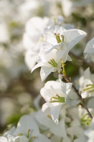 Miękki Biały Kwiat Bougainvillea Naturze Miękkim Selektywnym Fokus Vintage Kwiatowe — Zdjęcie stockowe