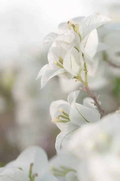 Яка Біла Квітка Бугенвіля Природі Яким Вибірковим Фокусом Вінтажний Квітковий — стокове фото
