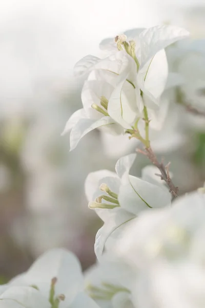 Yumuşak beyaz Bougainvillea çiçeği yumuşak ve seçici odaklı. Klasik çiçek arkaplanı..
