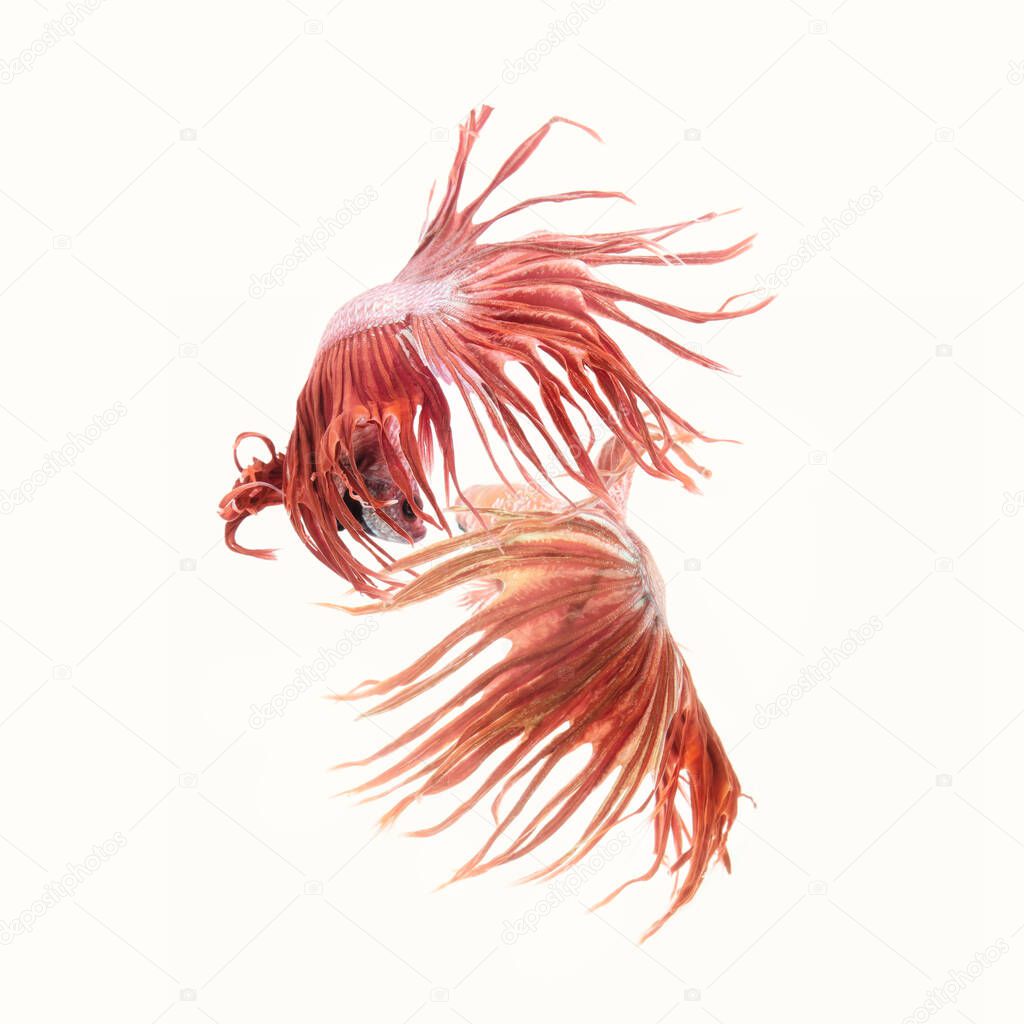 Swimming couple of Siamese fighting fish in love.Concept backgro