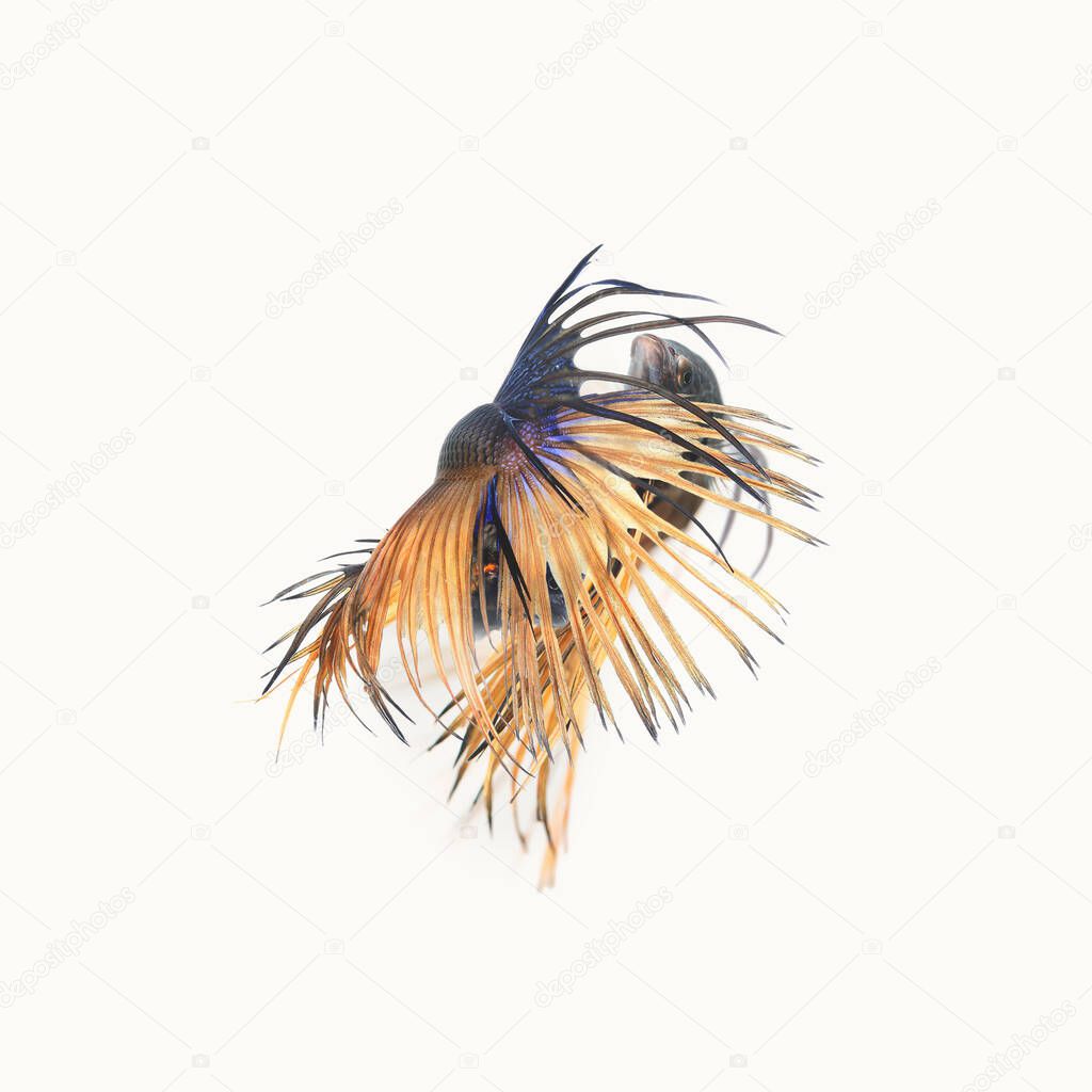 Swimming couple of Siamese fighting fish in love.Concept backgro