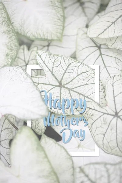 Happy Mother Day Calligraphy Top View Caladium Bicolor Leaves — Stok fotoğraf