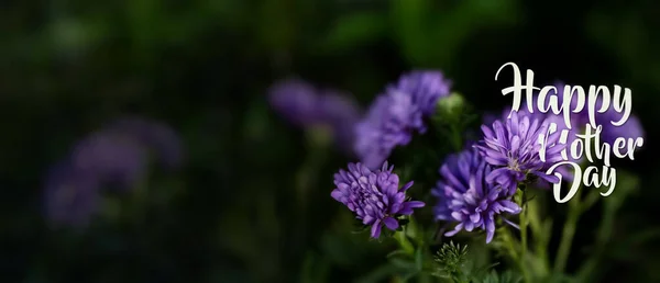 Фіолетовий День Народження Квітка Саду Текстами Щасливий День Матері Низький — стокове фото