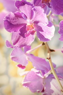 Bahçedeki Vanda Coerulea 'nın güzel çiçekleri.