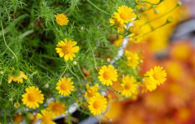Bahçedeki sarı gün çiçekleri.