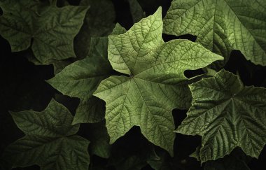 Koyu arkaplanda yeşil yapraklar. Tropik yapraklar orman duvar kağıdı..