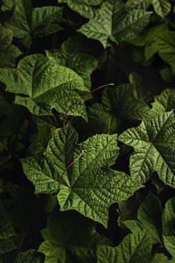 Green leaves in dark background.Tropical leaves forest wallpaper.
