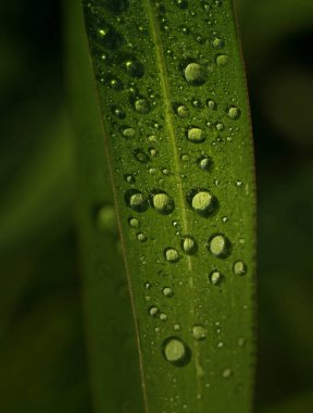 yeşil yaprakları üzerinde çiy damlaları