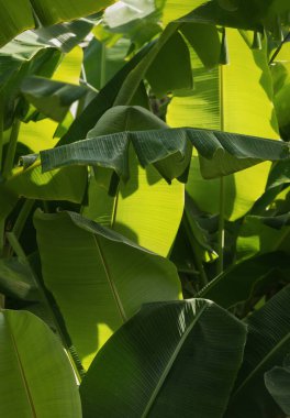 Doğada yeşil muz yaprakları. Egzotik ve tropikal bitki, renkli..