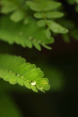yeşil yaprakları üzerinde çiy damlaları