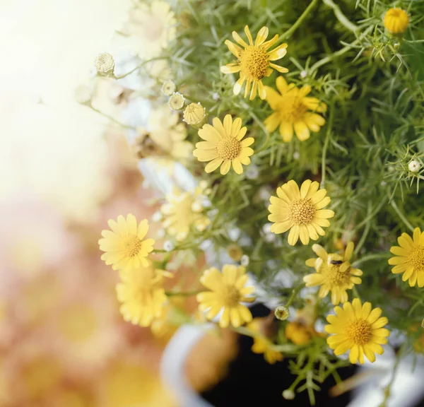 Yellow Daysies Flower Garden Square Format — Photo