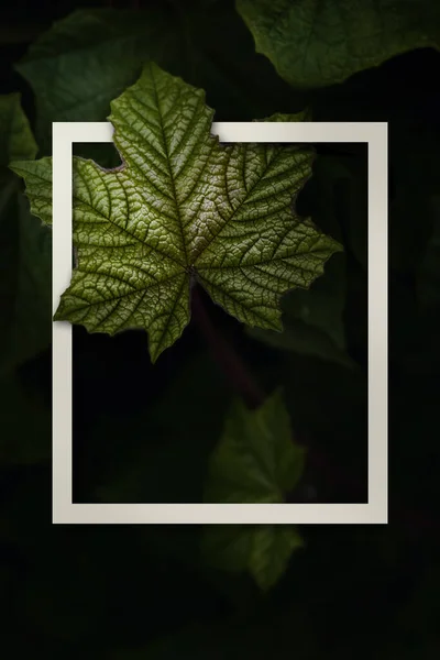 Fotorahmen Mit Natürlichen Grünen Blättern Vor Dunklem Hintergrund Tropische Blätter — Stockfoto