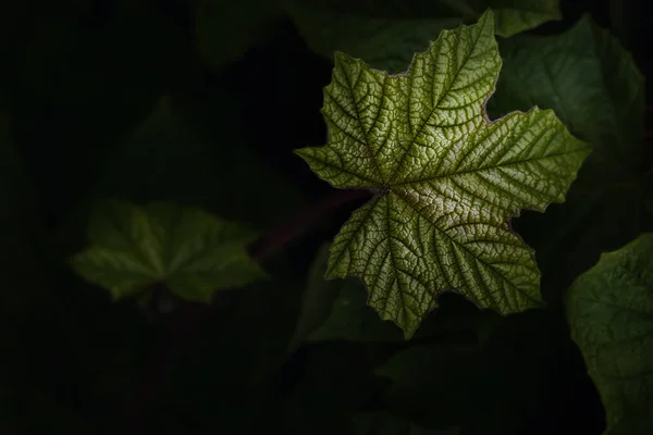 Glittering Green Leaves Dark Background Tropical Leaves Forest Wallpaper — Foto Stock