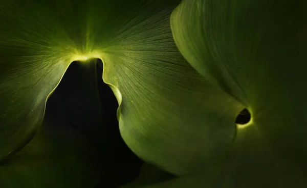 Blätter Der Wasserhyazinthe Grüne Blätter Dunklen Hintergrund Tropica — Stockfoto