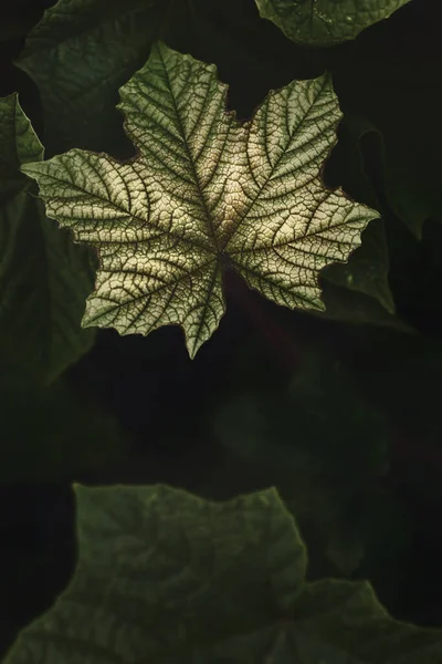 Glittering Green Leaves Dark Background Tropical Leaves Forest Wallpaper — Foto Stock