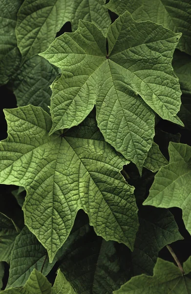 Folhas Verdes Fundo Escuro Folhas Tropicais Papel Parede Floresta — Fotografia de Stock
