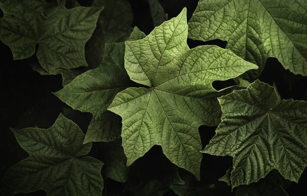 Green Leaves Dark Background Tropical Leaves Forest Wallpaper — Stock fotografie