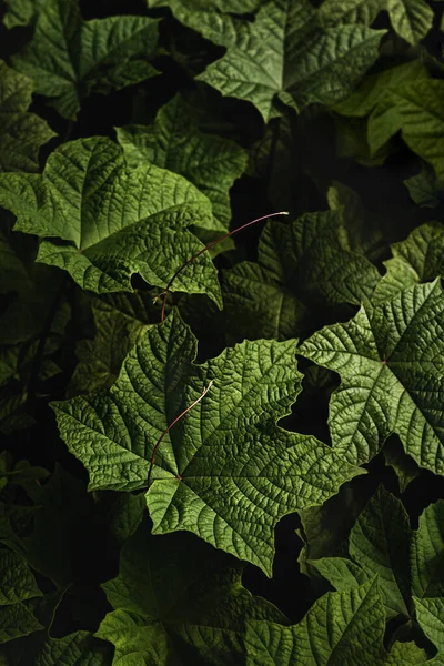 Зелене Листя Темному Тлі Тропічні Листя Лісові Шпалери — стокове фото