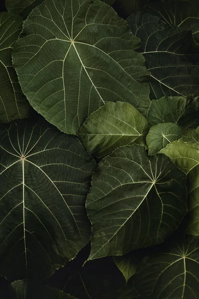 Zelené Listy Tmavém Pozadí Tropické Listy Lesní Tapety — Stock fotografie