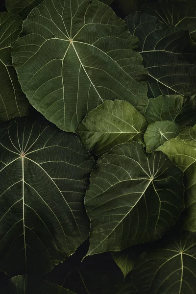 Green Leaves Dark Background Tropical Leaves Forest Wallpaper — Stock fotografie