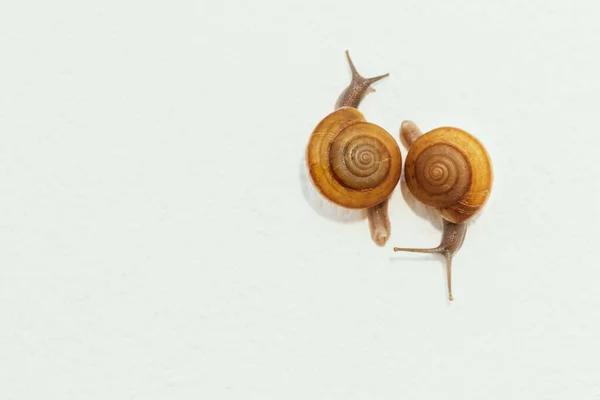 Garden Snail White Concrete Wall — Stock Photo, Image