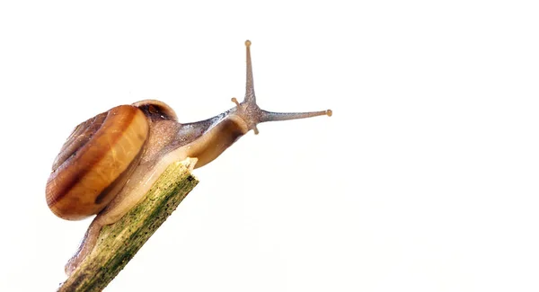 Zahradní Šnek Bílém Pozadí Výstřižek Cesta Patří — Stock fotografie