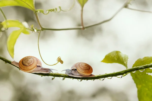 Couple Garden Snails Nature Tree Branch Full Shining Rain Drops — ストック写真