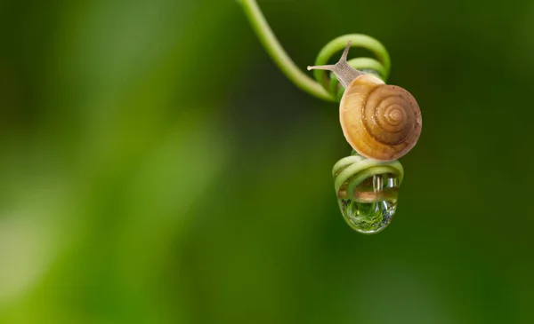 Garden Snail Nature Water Drop Swirl Green Leaf — ストック写真