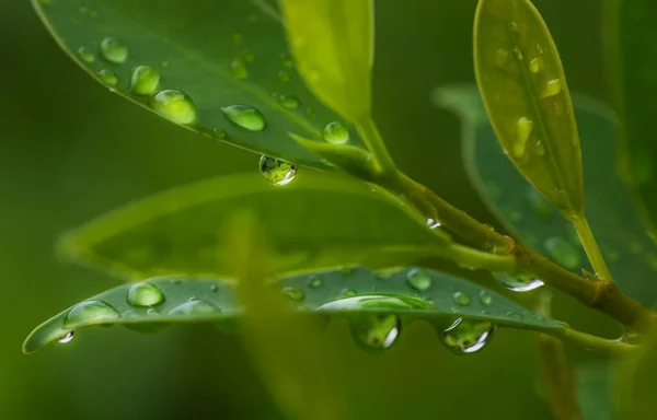 Gotas Orvalho Folhas Verdes — Fotografia de Stock