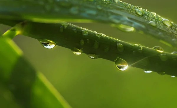 Gotas Orvalho Folhas Verdes — Fotografia de Stock