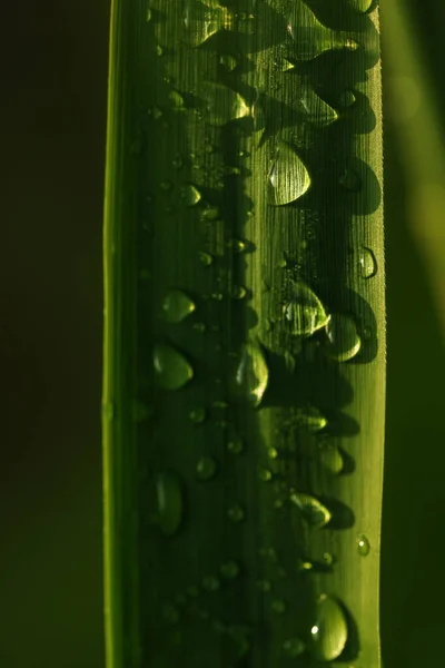 Gotas Orvalho Folhas Verdes — Fotografia de Stock