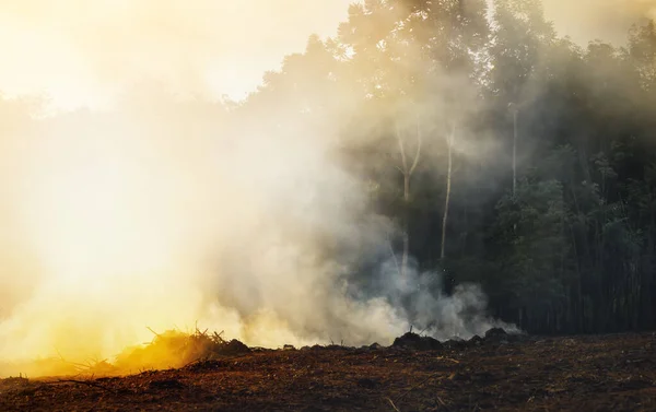 Odlesňování Deštných Pralesů Asii Kouř Ovzduší Znečištění Spalování Zemědělských Polí — Stock fotografie