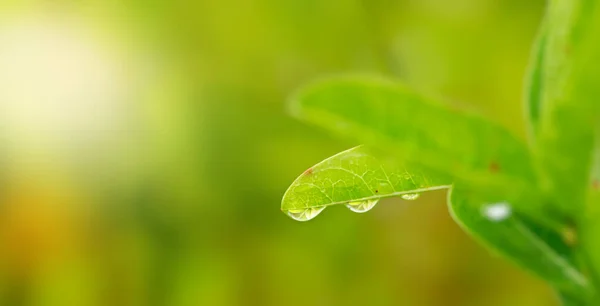 Gotas Orvalho Folhas Verdes — Fotografia de Stock