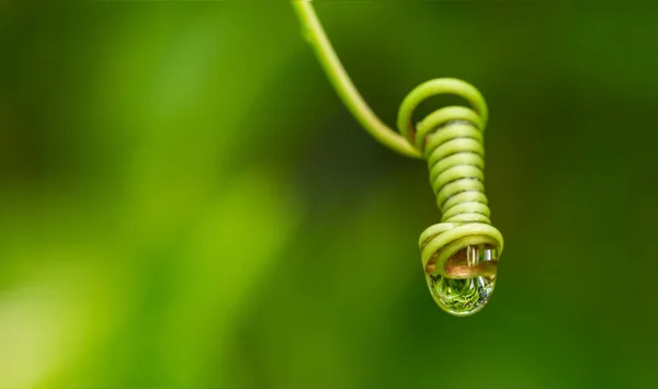 Snurra Grönt Löv Med Vattendroppar Makro Fotografering Med Super Grunt — Stockfoto