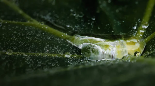 Stora Vattendroppar Regnvatten Ett Grönt Blad Makrofotografier — Stockfoto