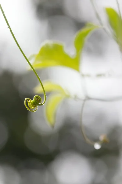 Foglia Verde Vortice Nella Stagione Delle Piogge Macro Fotografia Con — Foto Stock