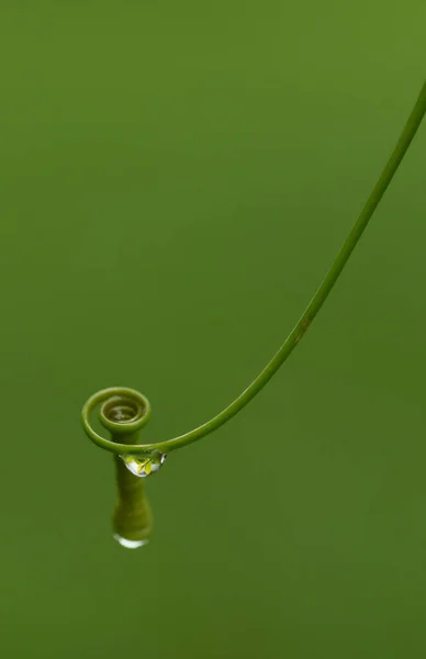 Snurra Grönt Löv Med Vattendroppar Makro Fotografering Med Super Grunt — Stockfoto