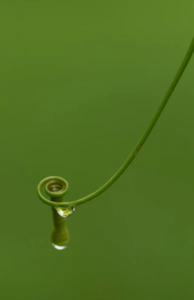 Swirl Green Leaf Water Drops Macro Photography Super Shallow Depth — 스톡 사진