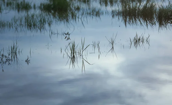 Rice Field Flooded Extreme Rainfall — Stock Fotó