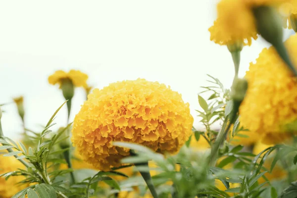 American Marigold African Marigold Nature — Photo