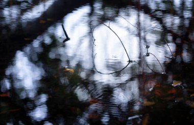 Bataklıktaki düşen yaprakların soyut arkaplanı, sabahın erken saatlerinde terk edilmiş bataklık doğal ışık ve yumuşak odaklı..
