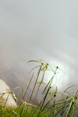 Cyperus 'un yeşil çimen çiçekleri (şemsiye bitkisi), papirüs sazları olarak da bilinir..