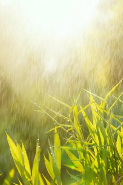 Yağmurda taze yeşil çimen. Doğa çevre dostu fotoğraf geçmişi..