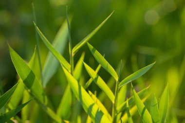Sabahın erken saatlerinde taze yeşil çimenler. Doğa çevre dostu fotoğraf geçmişi..